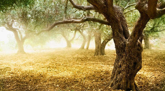 10 Most Inspiring Facts About Olive Trees